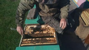 Выводим маток, формируем семьи воспитательницы