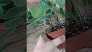 Як сформувати фіалку Литуаника ?