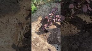 Пересадка барбариса в открытый грунт. Мульчирование почвопокровным очитком.