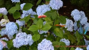 Гортензия крупнолистовая Со Лонг Эбони ? обзор: как сажать, саженцы гортензии Со Лонг Эбони