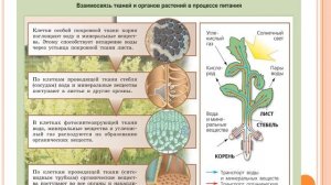 Органы и ситемы органов животных. Организм как единое целое