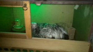 Купили петухов Виандот на племя