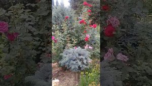 Сад Гончаровых .Розы,снова цветут розы