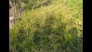 Чуфа в 2021 году