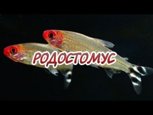 РОДОСТОМУС. СОДЕРЖАНИЕ И РАЗВЕДЕНИЕ.