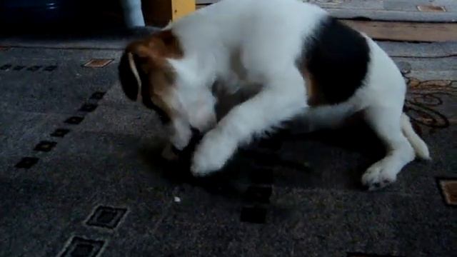 Собака Джек Рассел Терьер играет в танчики. смотреть онлайн