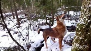 ОХОТА НА КУНИЦУ С ЗСЛ И ВОЛКОСОБОМ