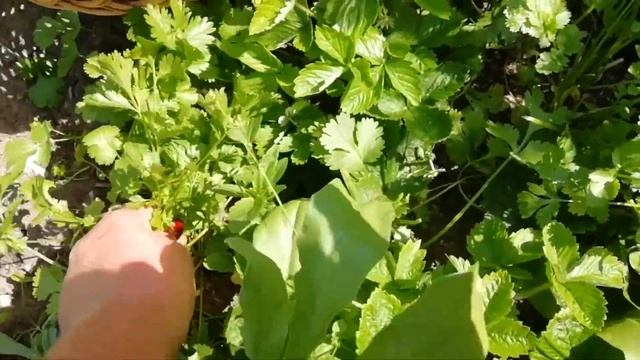 Готовим ПРИПРАВУ а-ля ВЕГЕТТА. Этап первый- сбор и сушка трав. смотреть онлайн