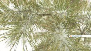 Синоптики дали предварительный прогноз погоды в Красноярске и крае на ноябрь