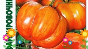 Томат Фаршировочный тигровый. Краткий обзор, описание solanum lycopersicum Farshirovochnyj tigrovyj