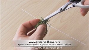 Мастер-класс по стабилизированной флористике от Florever. Бутоны Грин Бол