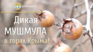 Дикая МУШМУЛА в горах Крыма!