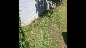 МУЛЬЧА ОБОИ КАРТОН В ОГОРОДЕ