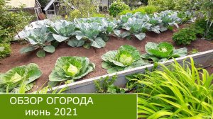 Обзор всех культур на огороде. Конец июня 2021 г.