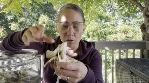 How to Clean Maitake Mushrooms aka Hen of the Woods: Fall mushroom hunt for Edible Fungi