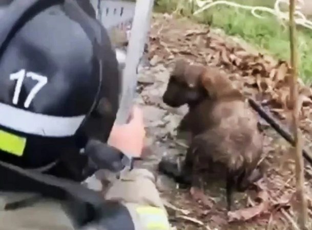 Во Владикавказе пожарные спасли собаку из глубокого колодца