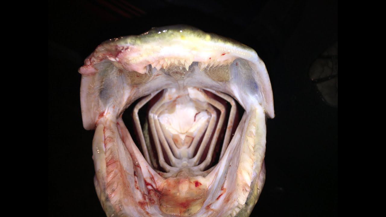 Подводная охота. Крупная щука!! смотреть онлайн