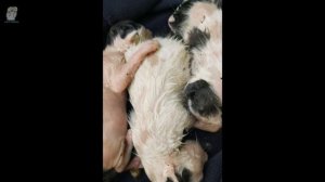 Мама кошка плакала и умоляла о помощи для своих четырех котят, но когда я подошла ближе, она разозл