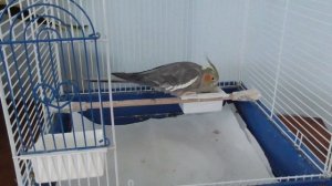 АМЕРИКА Наше УТРО перед школой ГОД СПУСТЯ/ Что в рюкзаке у Лизы/ идея ЛАНЧА