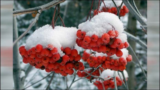 Рябина в снегу