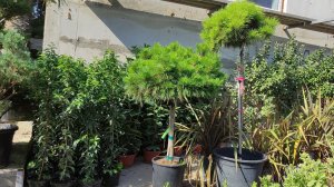 обзор на сосна чёрная "BREPO" (брепо)