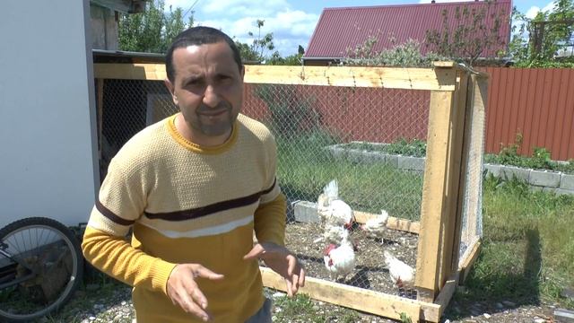 Куры белый леггорн стоит ли разводить? Секреты разведения.