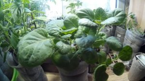 посев капусты брокколи и цветной на рассаду