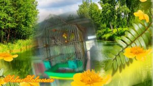 Голоса птиц - Пение птиц - как поёт щегол у отца.