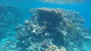 Сентидо Риф оазис - 4К подводный видео обзор коралла