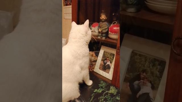 Кот шипит на свое отражение в стекле смотреть онлайн