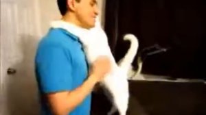 Кошка обнимается с хозяином