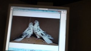 Возможное кидалово с голубями на Авито.