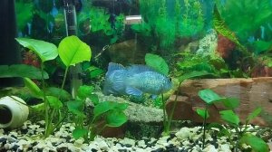 Наннакара бирюзовая .