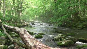 Звуки природы, пение птиц и нежное течение реки. Звуки леса с шумом реки для отдыха,сна,медитации.