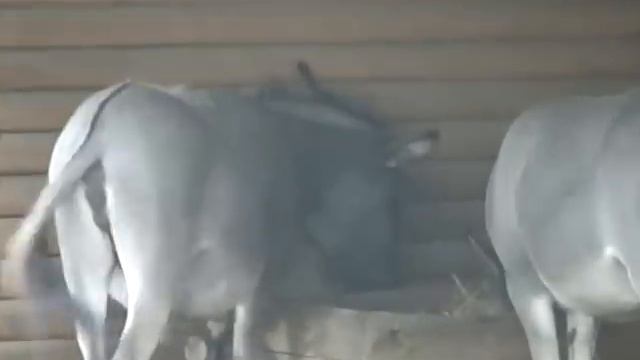 Осёл хозяйственный смотреть онлайн