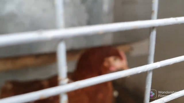 90. Обзор огорода 4 сотки. Гладиолусы посадил. Урожай собрал. смотреть онлайн