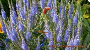 Вероника колосковая Алстэ Блу Двоф (veronica) ? обзор: как сажать, рассада вероники Алстэ Блу Двоф