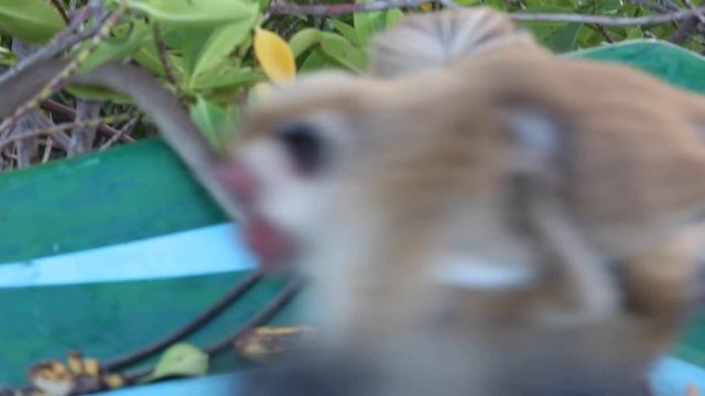 Шри-Ланка #лагуна Негомбо.можно увидеть макаки макаки. смотреть онлайн