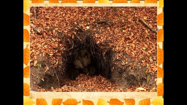 Рассказ В. Бианки «Кто как зимует_».mp4 смотреть онлайн