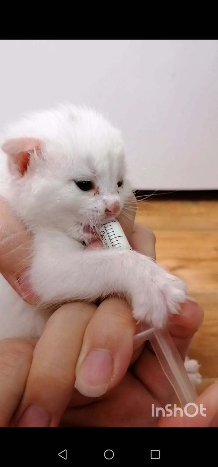 Кошка бросила котят, у неё пропало молоко. Я выкармливаю их из шприца...