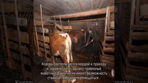 Коровник своими руками