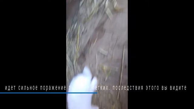 Умирают кролики. падеж от вгбк. смотреть онлайн