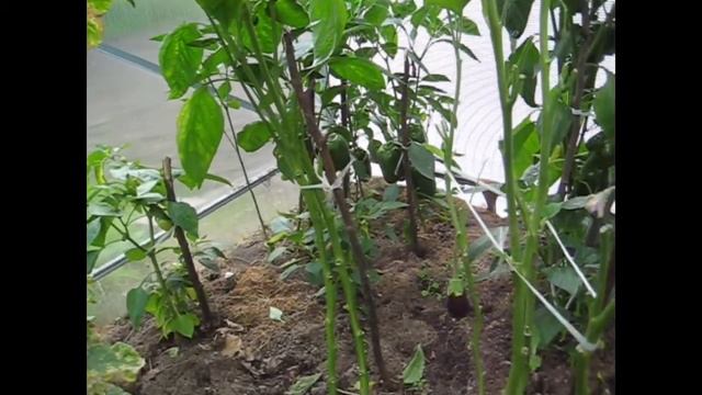 Собираю груши/ Срезаю кабачок/ Розы/ Клематис смотреть онлайн