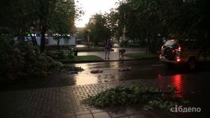 Как убирали упавшее дерево на ул.Весенней