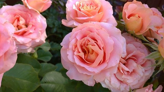 ФАНТАСТИЧЕСКИ КРАСИВАЯ роза ВИВЬЕН ВЕСТВУД???. Цветение двух сезонов смотреть онлайн