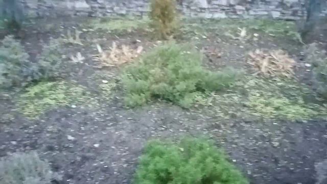 ?Сантолина-прекрасное ароматное неприхотливое растение!!! смотреть онлайн