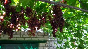 Виноград изюминка урожайна и тип изюминки 2020