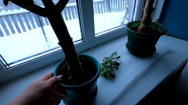 Инкубируем. Цветёт Денежное дерево(Толстянка). Новогодний салют.