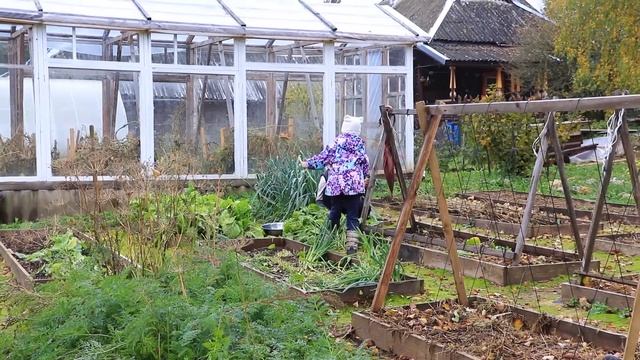 Приготовили пирожки С ЩАВЕЛЕМ И СОБРАЛИ ПОМИДОРЫ смотреть онлайн