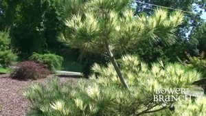 Pinus densiflora 'Oculus Draconis' Dragon Eye Pine
